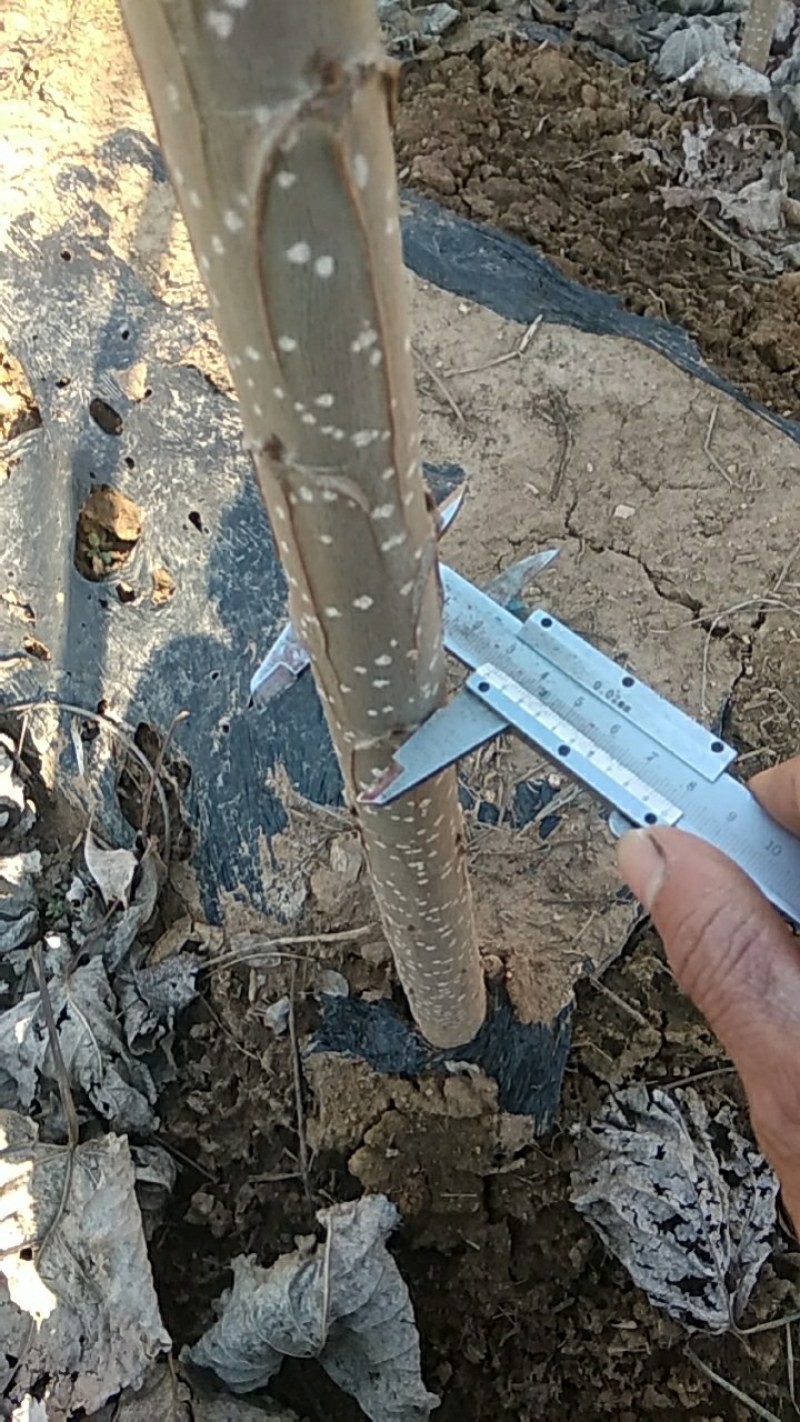 107杨树苗茎直无侧枝