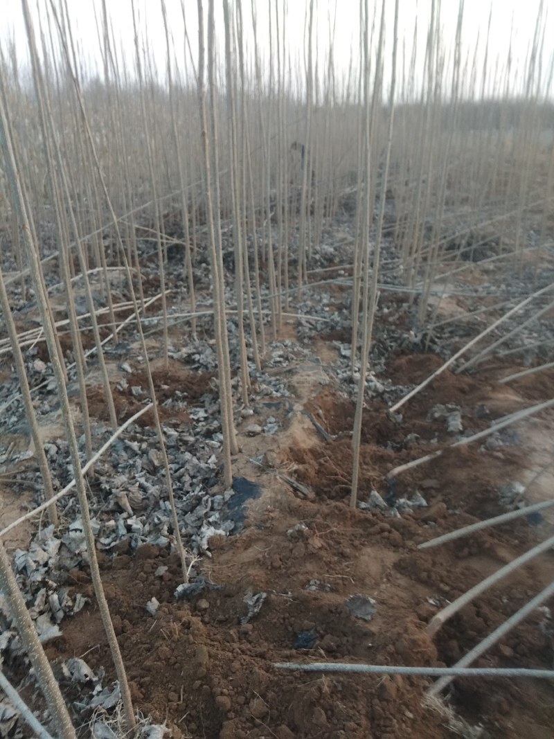 107杨树苗茎直无侧枝
