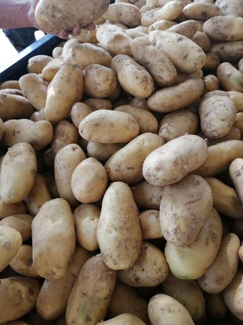 【优选】新鲜土豆荷兰15中薯5号希森3号6号大量上市