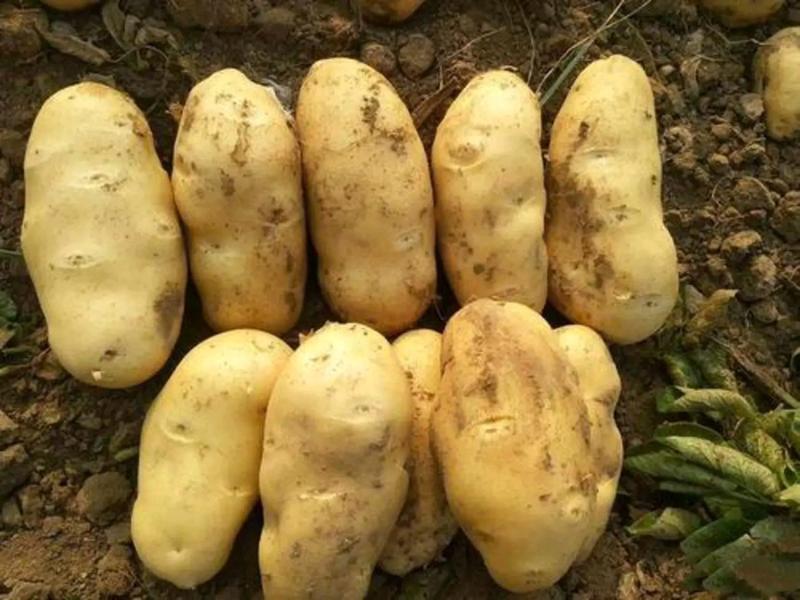 原生态惠东县大量上市荷兰十五马铃薯欢迎订购