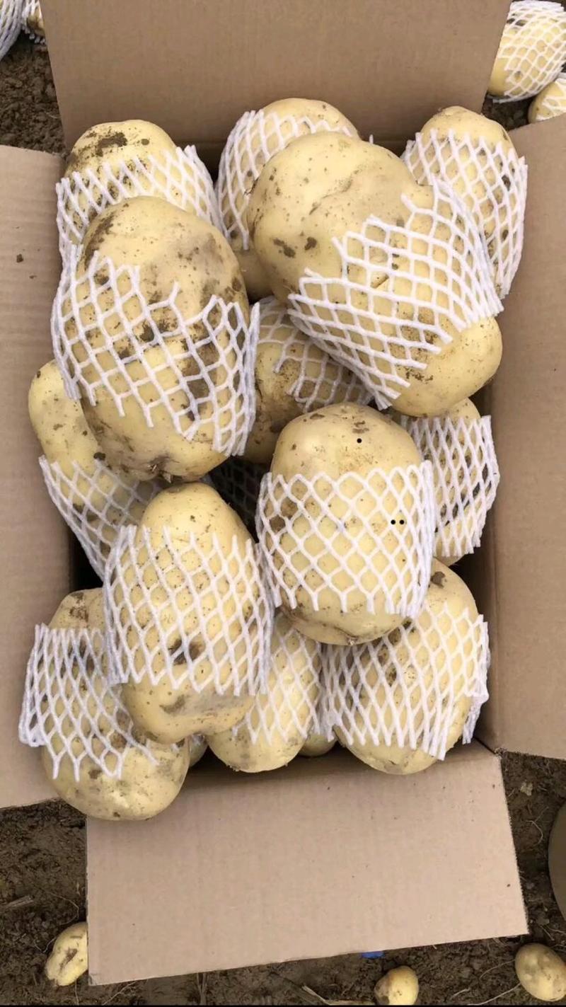 原生态惠东县大量上市荷兰十五马铃薯欢迎订购