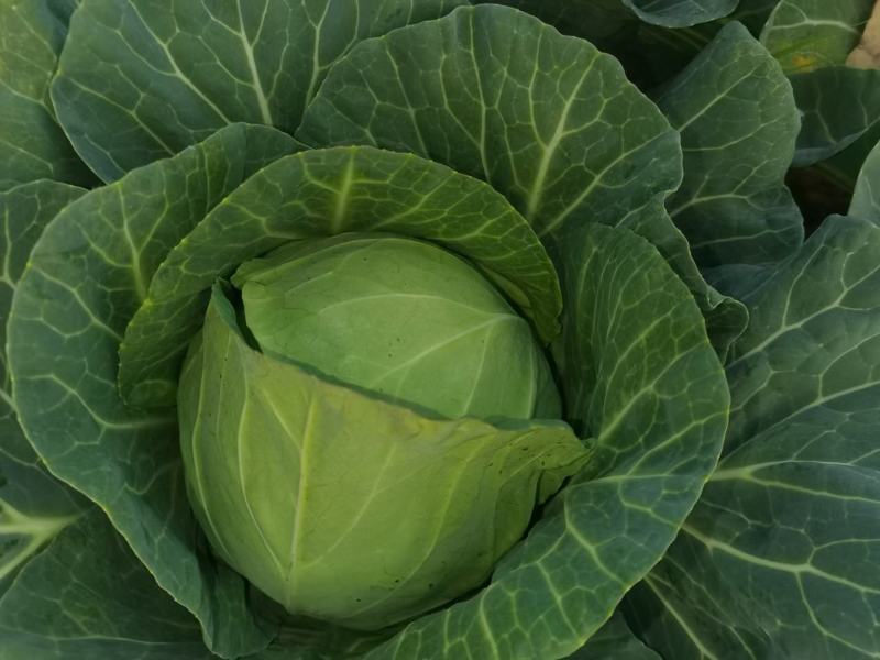 精品甘蓝大量有货赶紧下单