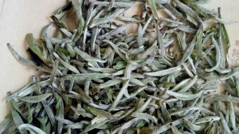 原产地白茶新茶待上茶青丶茶针代加工。价优茶好没有中间商。