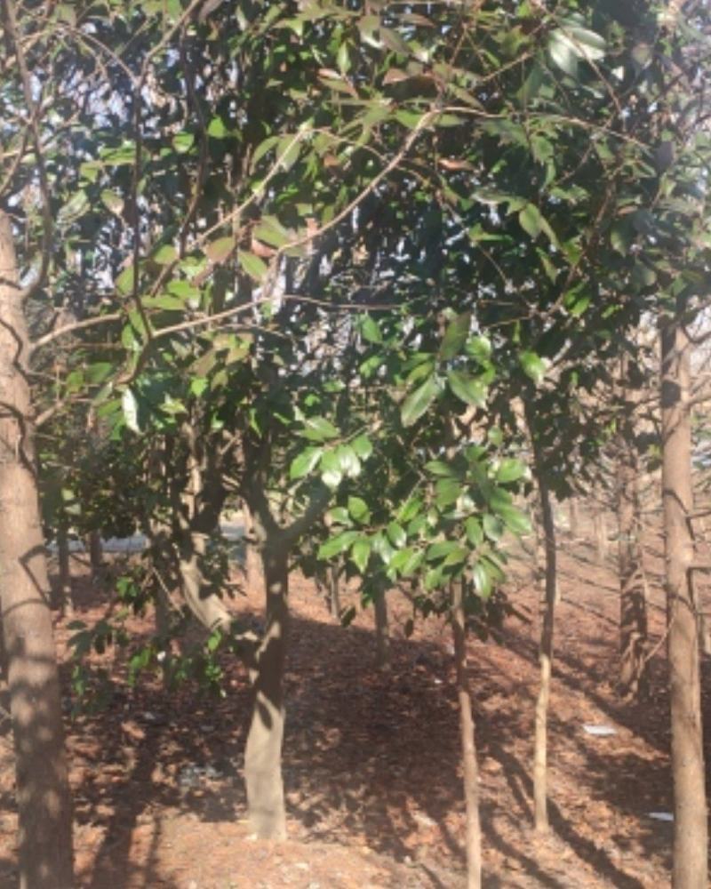 红叶石楠高干红叶石楠红叶石楠树红叶石楠球棒棒糖形