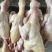 白条原粮乳鸽老鸽，货源充足货源能跟得上现货乳