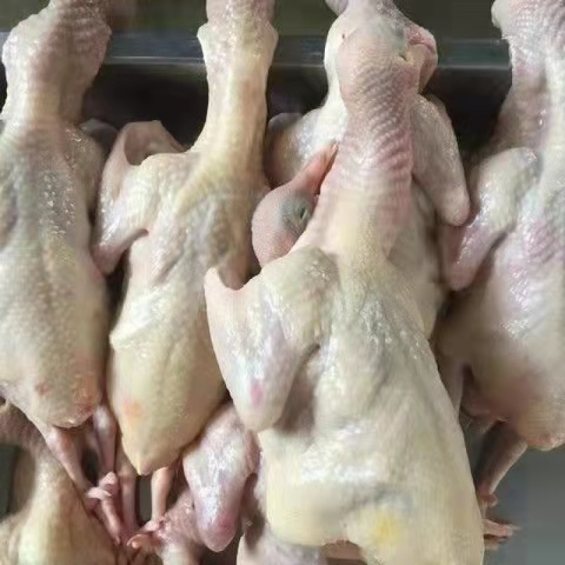 白条原粮乳鸽老鸽，货源充足货源能跟得上现货乳