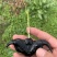 菱角种子菱角苗子菱角种苗大青菱种子成活高产量高