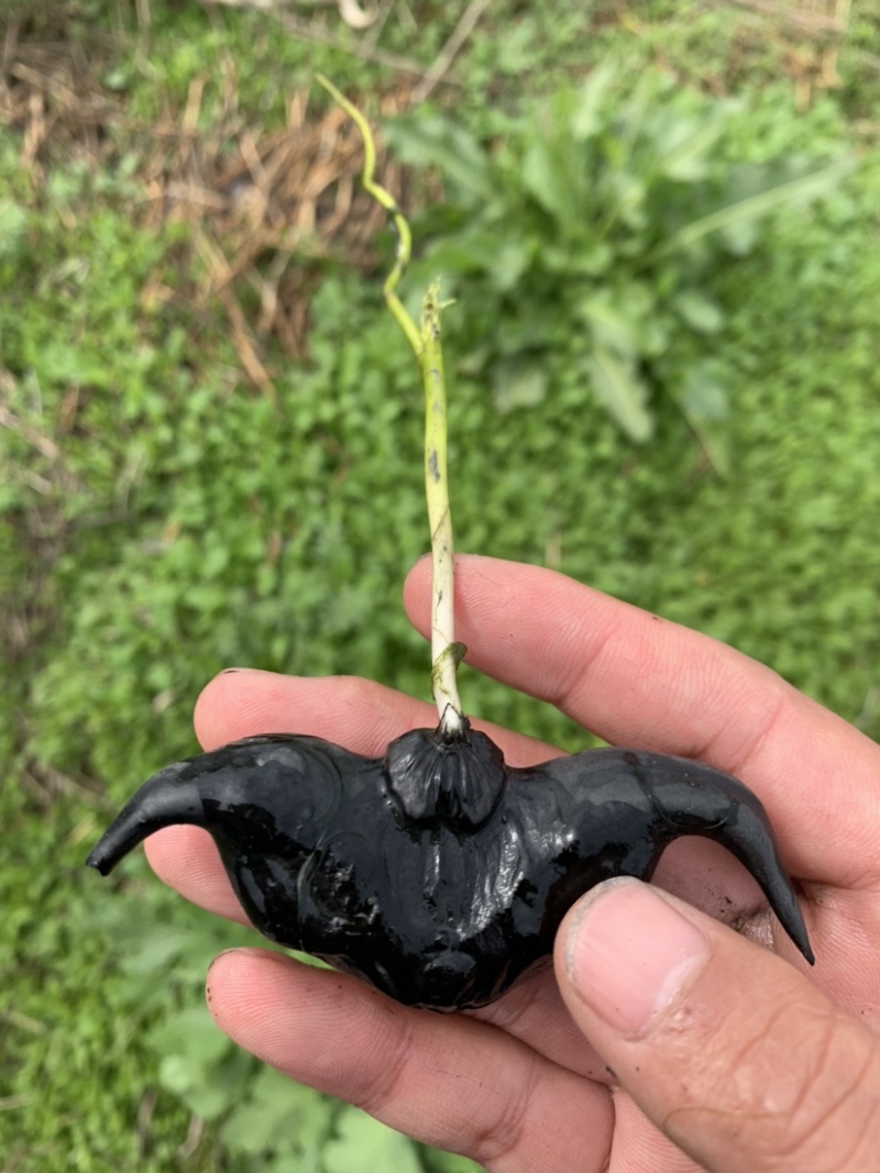 菱角种子菱角苗子菱角种苗大青菱种子成活高产量高
