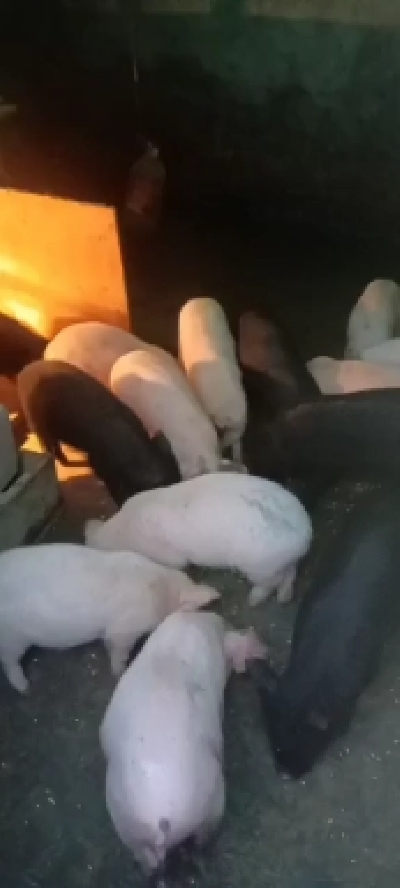 重庆仔猪，重庆小猪，重庆母猪，重庆猪儿。