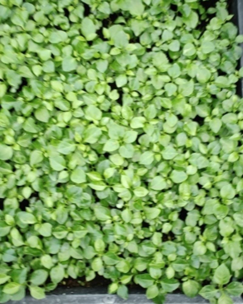 绿宝种苗海南菜豆树苗喜阳花卉大盆栽小盆栽观叶植物
