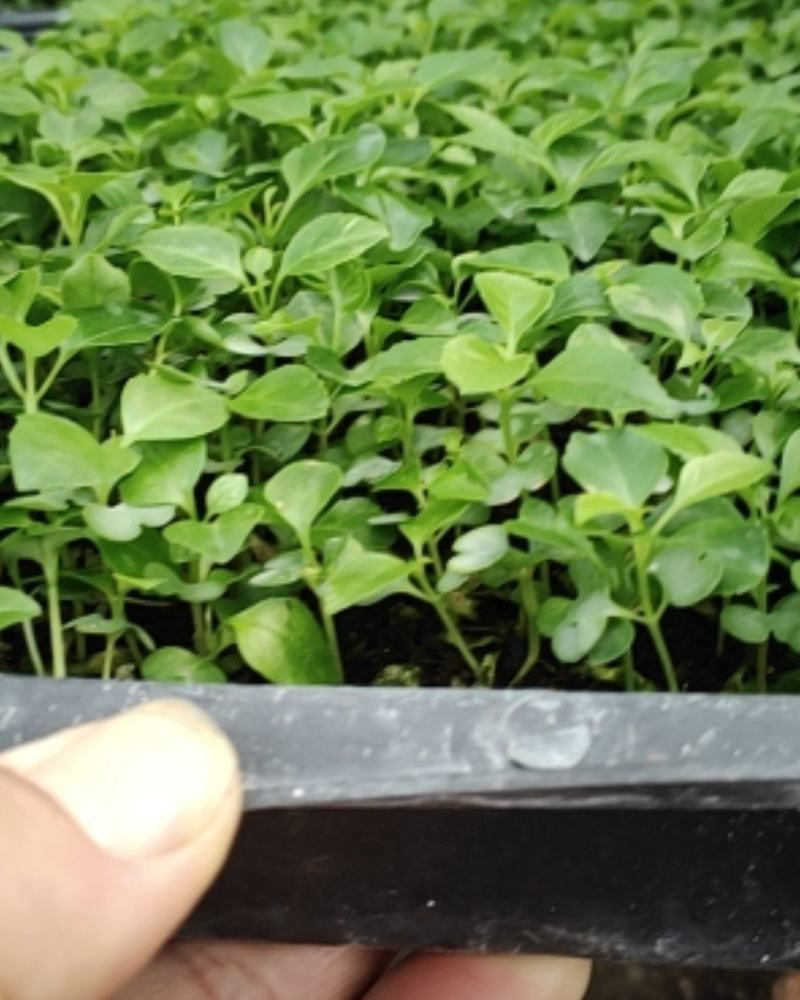 绿宝种苗海南菜豆树苗喜阳花卉大盆栽小盆栽观叶植物
