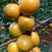 大量出售珍珠油杏种苗，山杏苗。预售大樱桃。珍珠油杏等水果