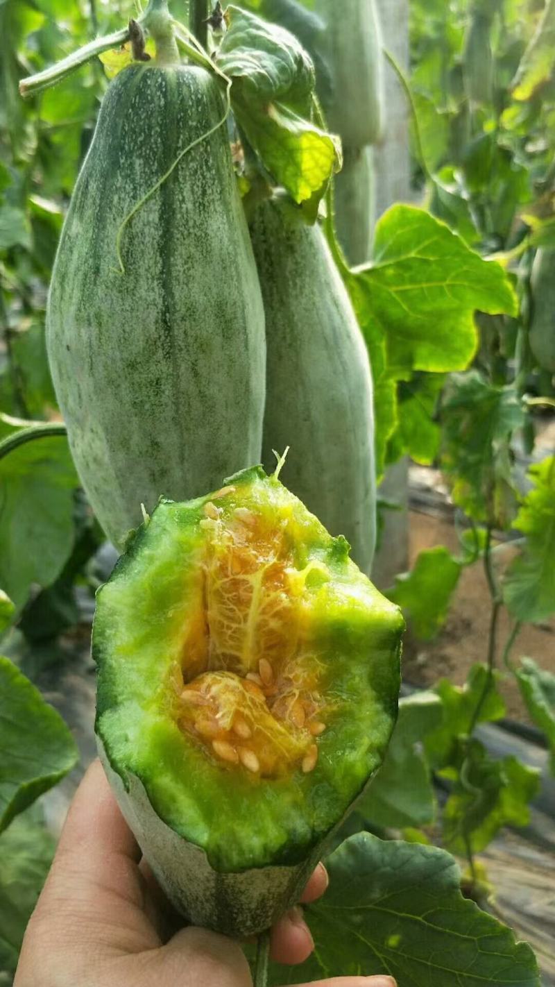 羊角蜜甜瓜，山东潍坊，脆甜多汁爽口美味一件代发，自产自销