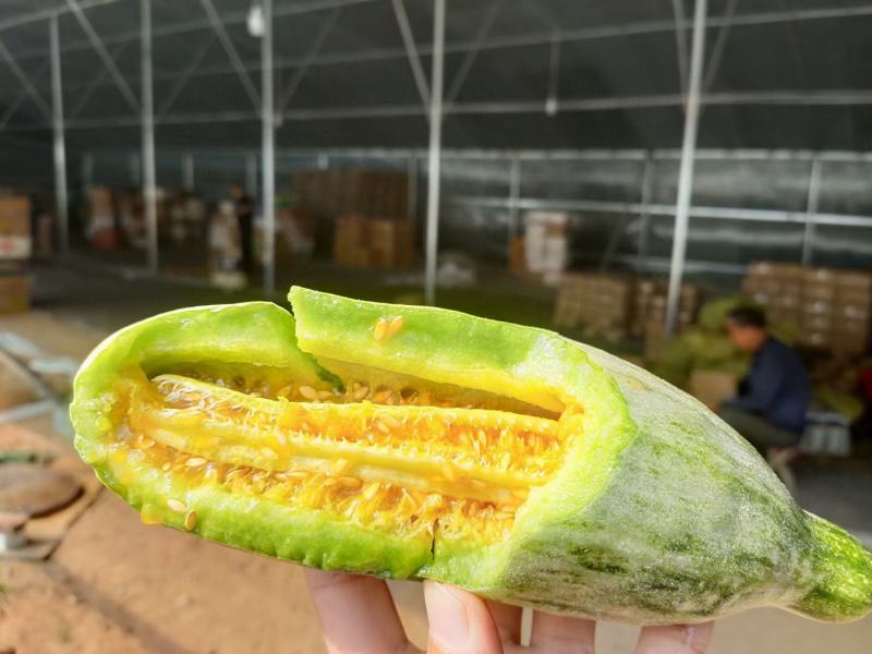 羊角蜜甜瓜，山东潍坊，脆甜多汁爽口美味一件代发，自产自销