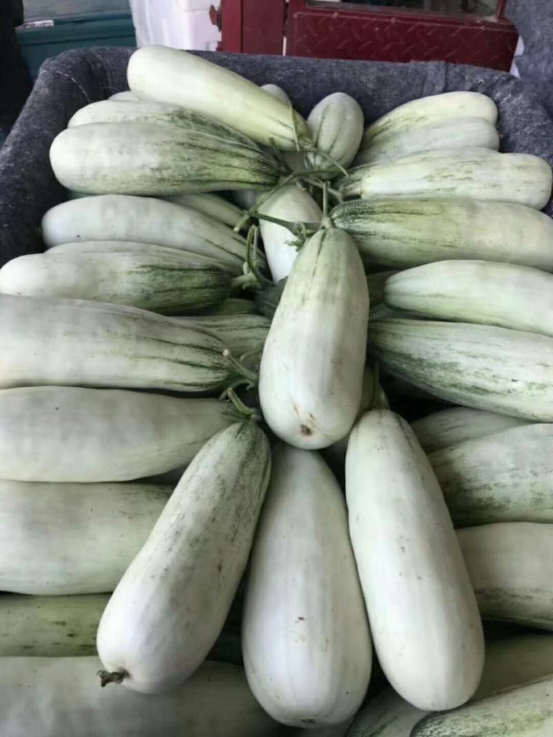 羊角蜜甜瓜，山东潍坊，脆甜多汁爽口美味一件代发，自产自销