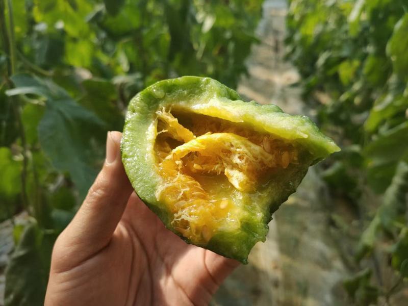 羊角蜜甜瓜，山东潍坊，脆甜多汁爽口美味一件代发，自产自销