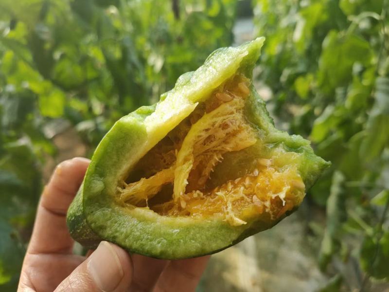 羊角蜜甜瓜，山东潍坊，脆甜多汁爽口美味一件代发，自产自销