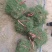大量马尼拉草待出售，货源充足，价格美丽。