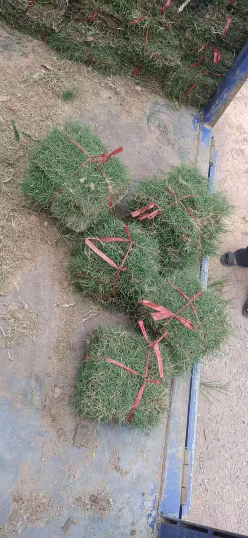 大量马尼拉草待出售，货源充足，价格美丽。