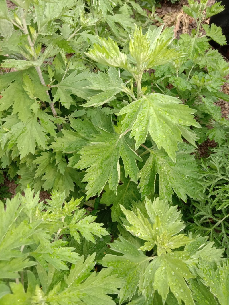 艾叶，艾草，春艾，五月艾，艾草精油，自然生长，味道清香