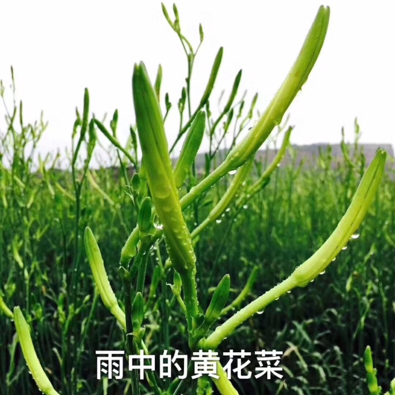 黄花菜种苗高产量黄花菜苗子免费提供技术指导农业扶贫项目