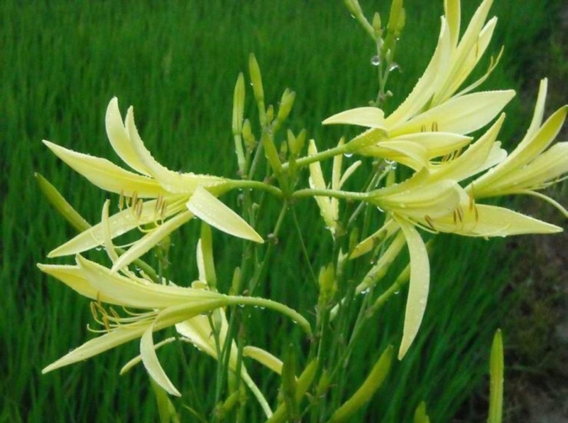 黄花菜种苗高产量黄花菜苗子免费提供技术指导农业扶贫项目