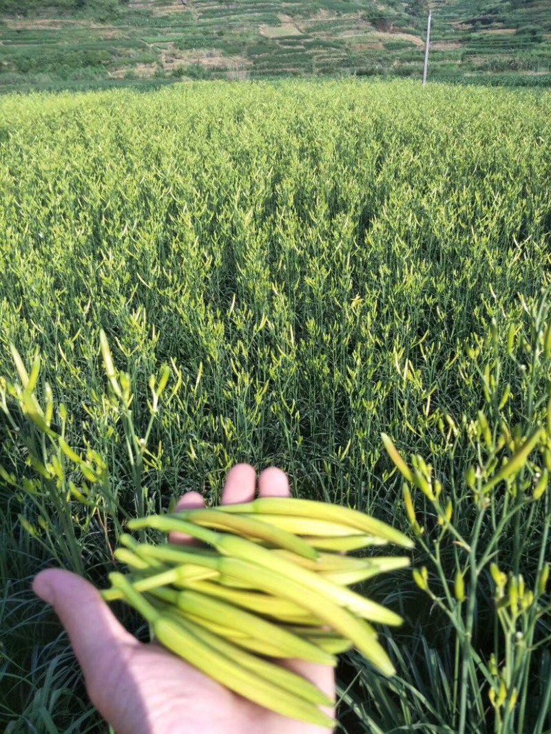 黄花菜种苗高产量黄花菜苗子免费提供技术指导农业扶贫项目