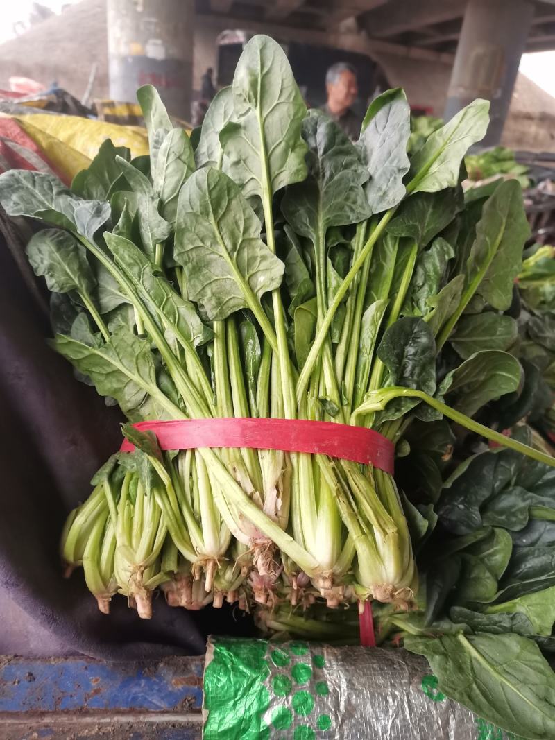 山东滨州惠民万亩优质菠菜大量上市，做工精细，货源充足