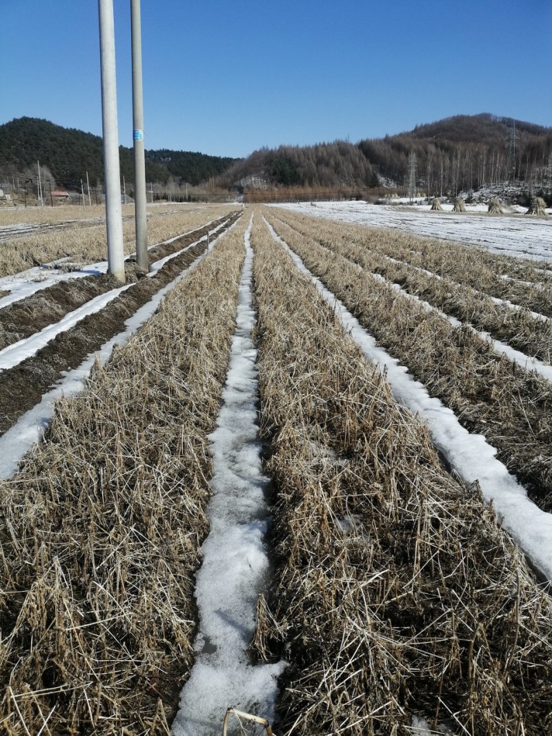 刺嫩芽刺老芽乌龙头龙牙楤木保证成活率技术指导