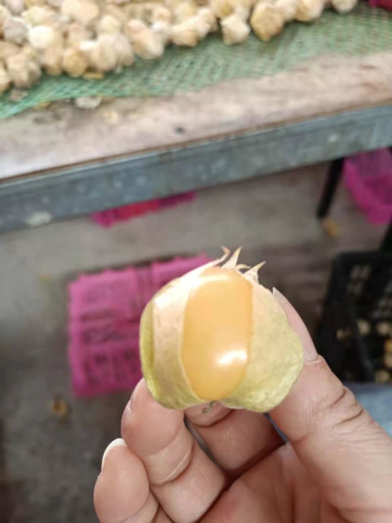 灯笼果姑娘果，大量供应