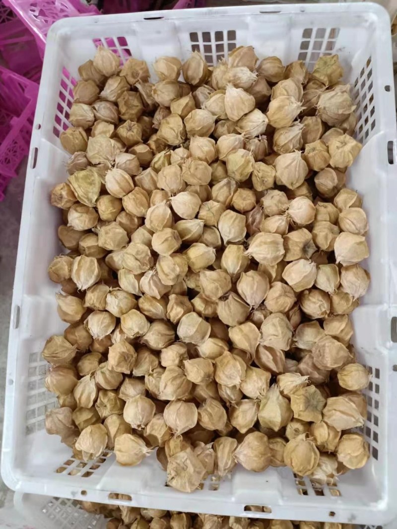 灯笼果姑娘果，大量供应