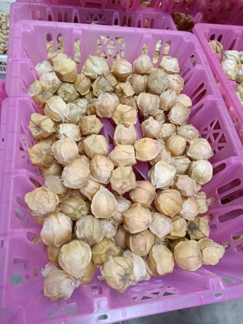 灯笼果姑娘果，大量供应