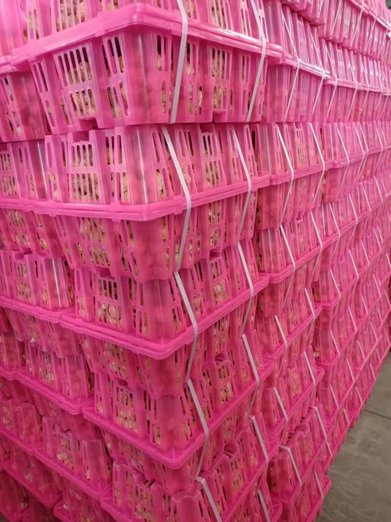灯笼果姑娘果，大量供应