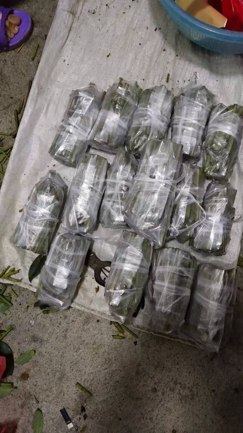 大红八角嫁接枝条，黄枝果，大肉果，黑叶八角，罗马，东荣