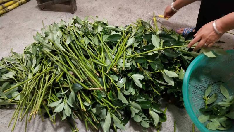 大红八角嫁接枝条，黄枝果，大肉果，黑叶八角，罗马，东荣