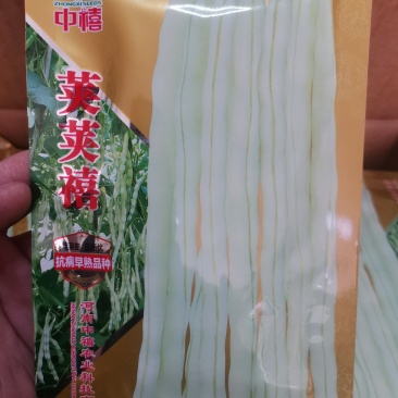 【优质】芸豆种子宽豆角种子长度25-30厘米