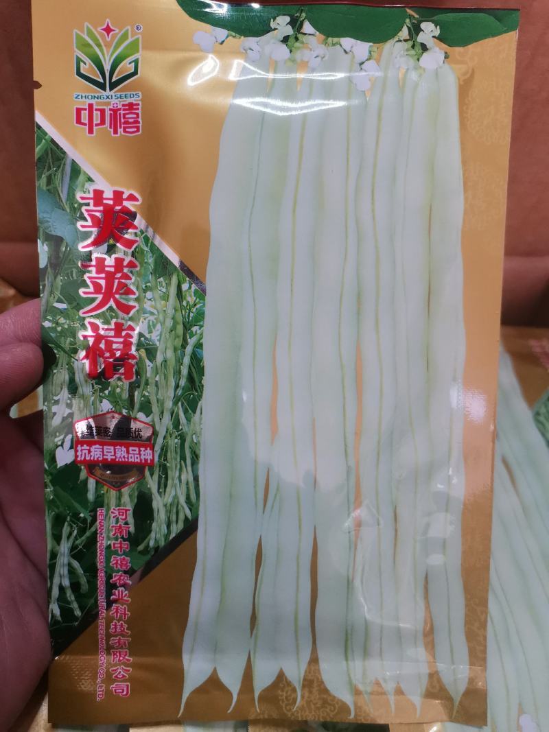 【优质】芸豆种子宽豆角种子长度25-30厘米