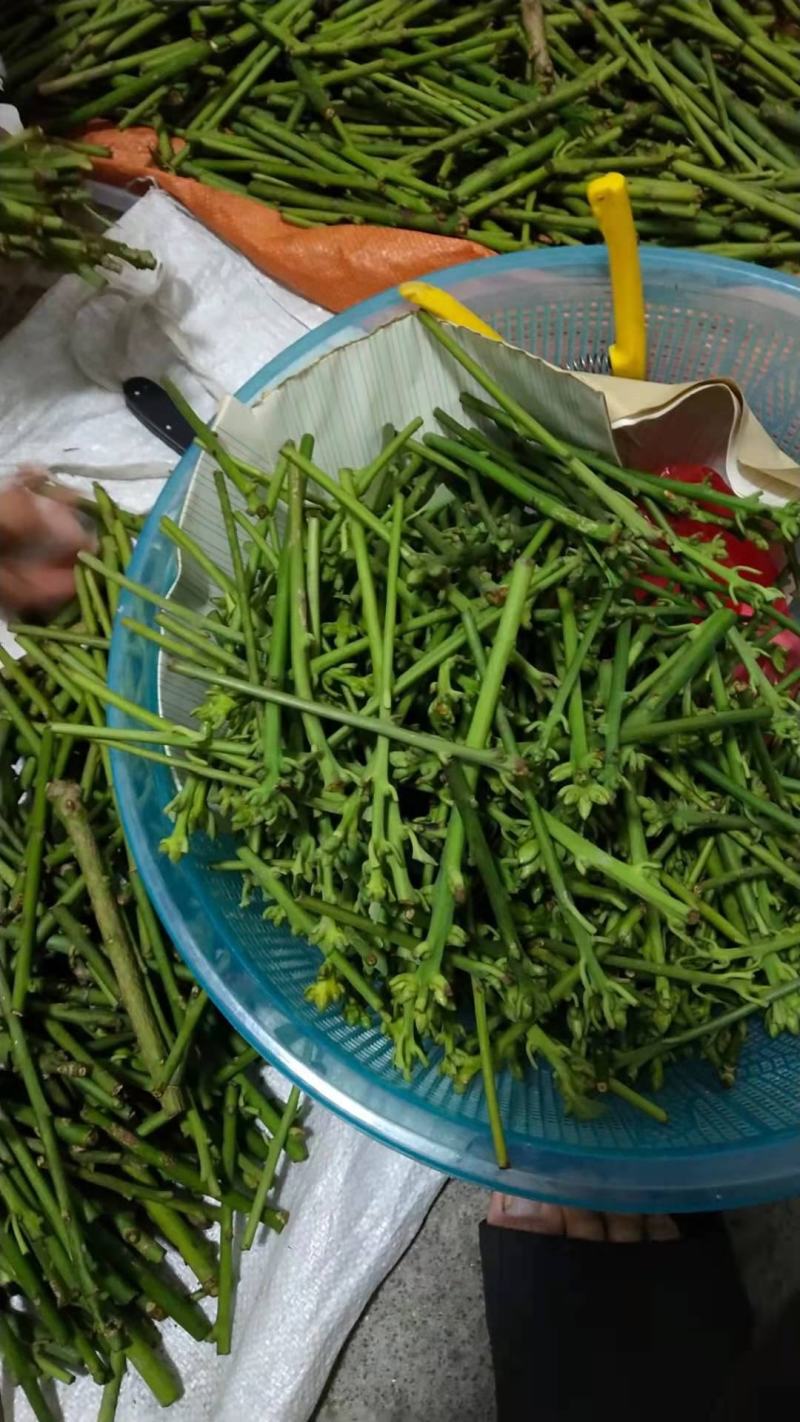 大红八角嫁接枝条，黄枝果，大肉果，黑叶八角，罗马，东荣