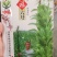 优质黑芝麻白芝麻产量高纯度高产量高出油率高品质好