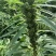 优质黑芝麻白芝麻产量高纯度高产量高出油率高品质好