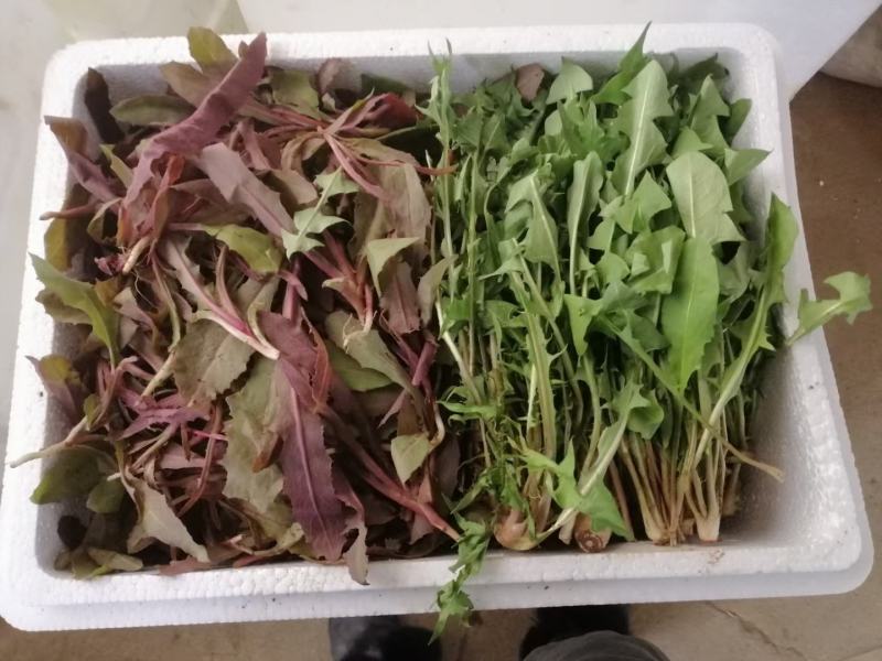 优质黑芝麻白芝麻产量高纯度高产量高出油率高品质好