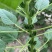优质黑芝麻白芝麻产量高纯度高产量高出油率高品质好