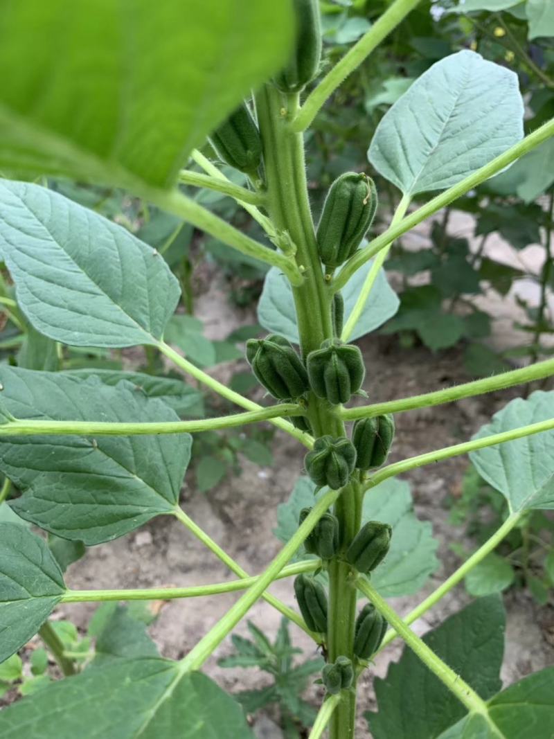 优质黑芝麻白芝麻产量高纯度高产量高出油率高品质好