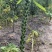 优质黑芝麻白芝麻产量高纯度高产量高出油率高品质好