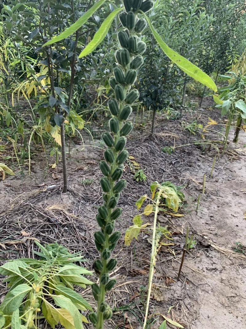 优质黑芝麻白芝麻产量高纯度高产量高出油率高品质好