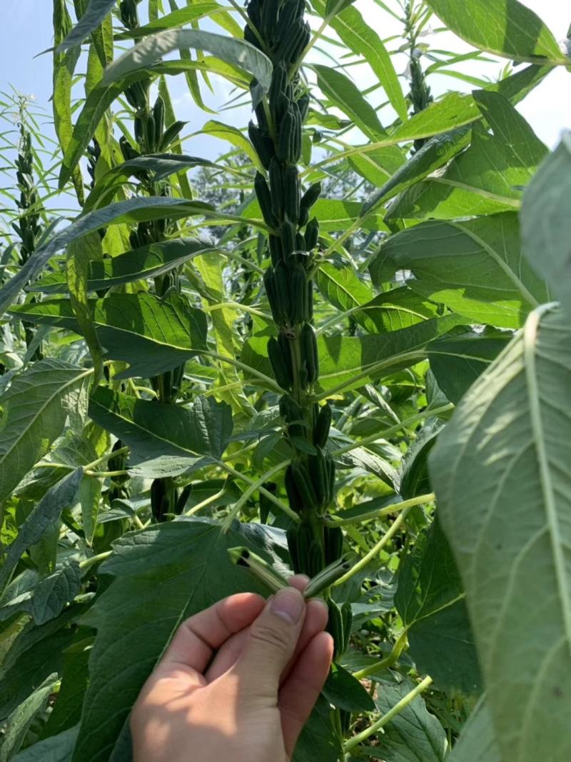优质黑芝麻白芝麻产量高纯度高产量高出油率高品质好