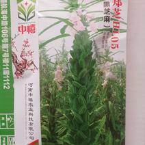 【优质】黑白芝麻种子亩产300/400斤左右出油率高香