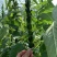 【优质】黑白芝麻种子亩产300/400斤左右出油率高香