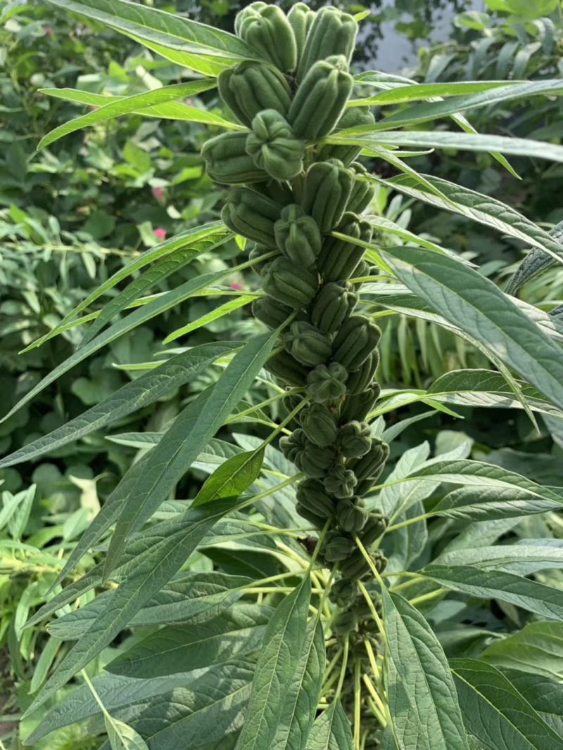【优质】黑白芝麻种子亩产300/400斤左右出油率高香