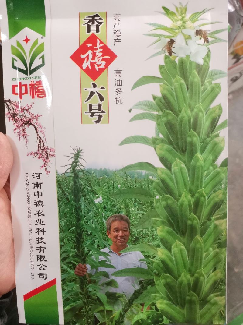 【优质】黑白芝麻种子亩产300/400斤左右出油率高香